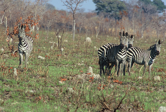 Burchell's zebra, Maun Game Reserve, Botswana