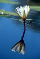 Water lily, Okavango Delta, Botswana