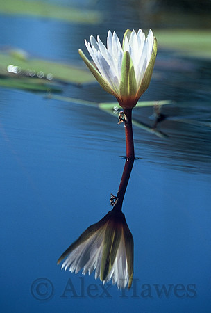 Water lily, Okavango Delta, Botswana