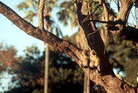 Chacma baboons, Oddballs' Palm Island Lodge, Okavango Delta, Botswana