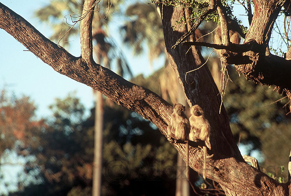 Chacma baboons, Oddballs' Palm Island Lodge, Okavango Delta, Botswana