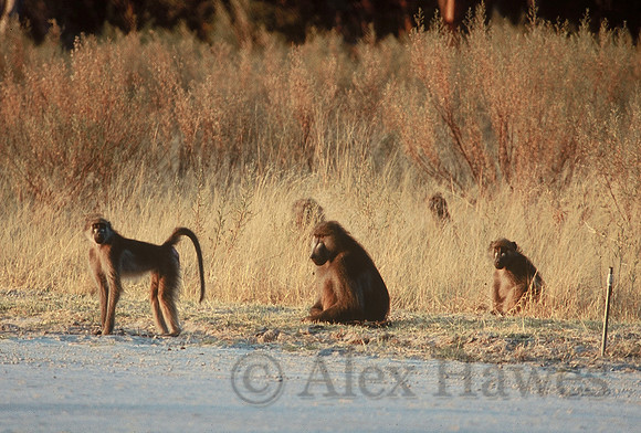 Chacma baboons, Oddballs' Palm Island Lodge runway, Okavango Delta, Botswana