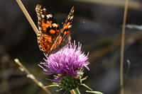 Painted lady butterfly on thistle, John Slaughter Ranch near Douglas, Arizona