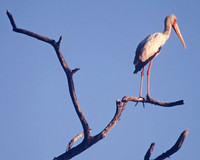 Yellow-billed stork, Kafue National Park, Zambia