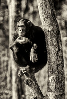 Rescued orphan chimpanzee, Chimfunshi Chimp Sanctuary, northern Zambia