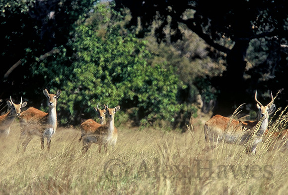 Red lechwe, Okavango Delta, Botswana