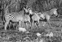 Burchell's zebra, Maun Game Reserve, Botswana