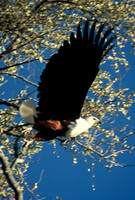 Fish eagle, Okavango Delta, Botswana