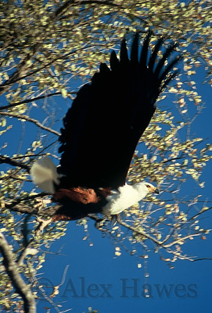 Fish eagle, Okavango Delta, Botswana
