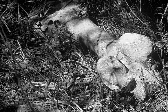 Giraffe bone, Okavango Delta, Botswana