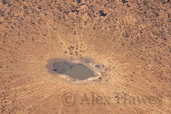 Elephant in water hole, Kalahari Desert, Botswana
