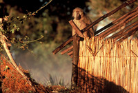 Chacma baboon, Oddballs' Palm Island Lodge, Okavango Delta, Botswana