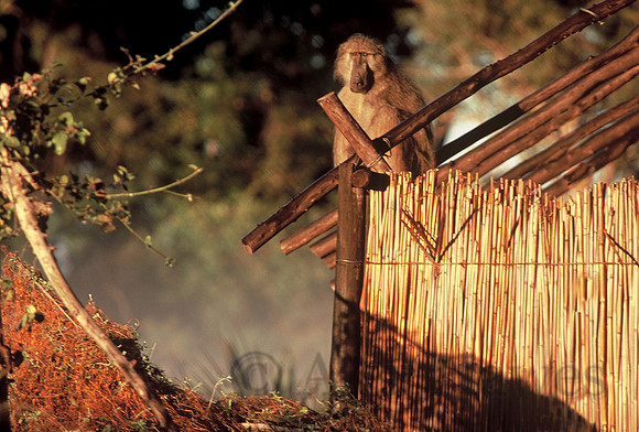 Chacma baboon, Oddballs' Palm Island Lodge, Okavango Delta, Botswana