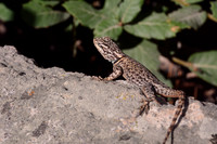 Yarrow's spiny lizard, Chiricahua National Monument, southeastern Arizona