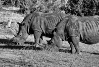 White rhinos, Mosi-ao-Tunya National Park, Zambia: both later shot in June 2007 (one survived)