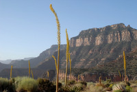 Utah agave blooming, South Rim, Grand Canyon National Park