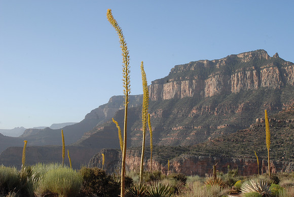 Utah agave blooming, South Rim, Grand Canyon National Park