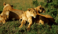 Lion pride, Maasai Mara National Reserve, Kenya