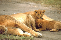 Lion cub and family, Maasai Mara National Reserve, Kenya