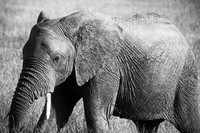 Subadult elephant, Maasai Mara National Reserve, Kenya