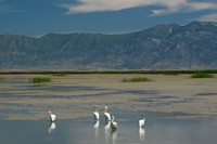 White pelicans, Great Salt Lake, Utah