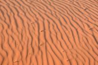 Coral Pink Sand Dunes State Park, Utah