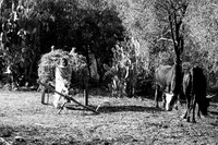 Ring-tailed lemurs feeding atop oxcart, Beza-Mahafaly Reserve, Madagascar