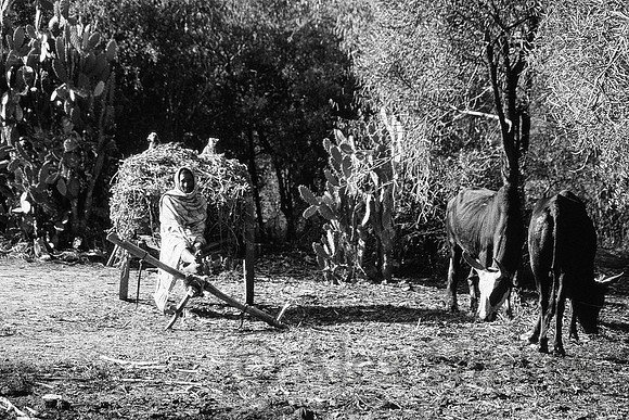 Ring-tailed lemurs feeding atop oxcart, Beza-Mahafaly Reserve, Madagascar