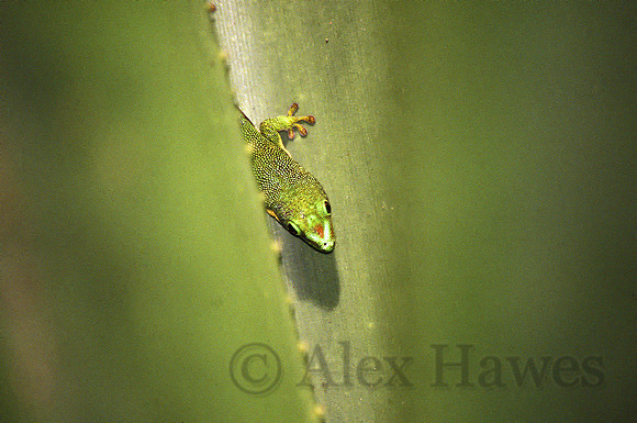 Day gecko, Perinet Special Reserve in Andasibe National Park, Madagascar