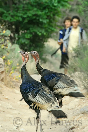 Turkeys, Bright Angel Trail, Grand Canyon, Arizona