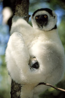 Sifaka mother with infant, Beza Mahafaly Reserve, Madagascar