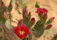 Prickly pear flowers, Bright Angel Trail, Grand Canyon National Park