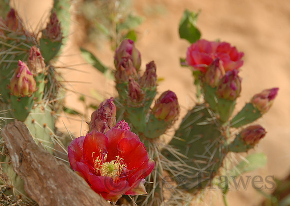 Prickly pear flowers, Bright Angel Trail, Grand Canyon National Park