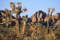Joshua Tree National Park, Mojave Desert, California