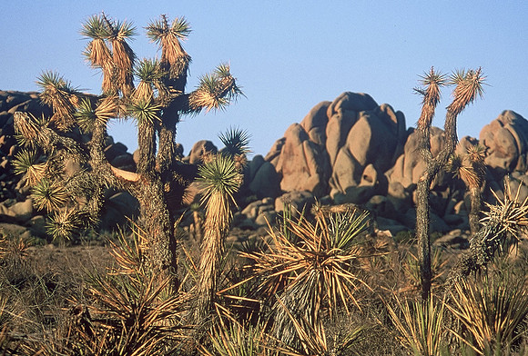 Joshua Tree National Park, Mojave Desert, California