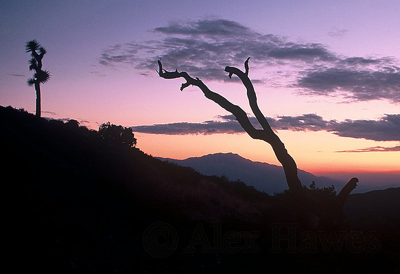Joshua Tree National Park, California
