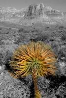 Century plant, South Rim, Grand Canyon