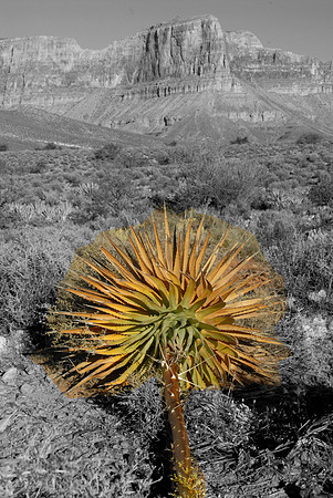 Century plant, South Rim, Grand Canyon