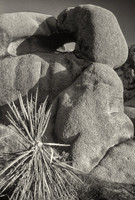 Joshua Tree National Park, Mojave Desert, California
