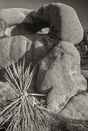 Joshua Tree National Park, Mojave Desert, California
