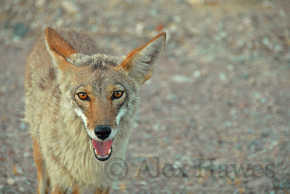 Coyote, Death Valley National Park, California