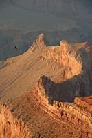 Vulture riding thermals, South Rim, Grand Canyon National Park, Arizona