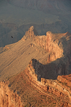 Vulture riding thermals, South Rim, Grand Canyon National Park, Arizona