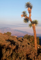 Joshua Tree National Park, California