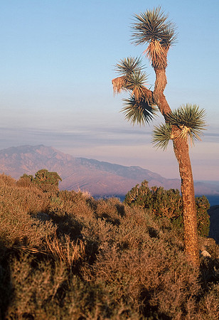 Joshua Tree National Park, California