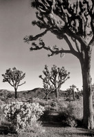 Joshua Tree National Park, California