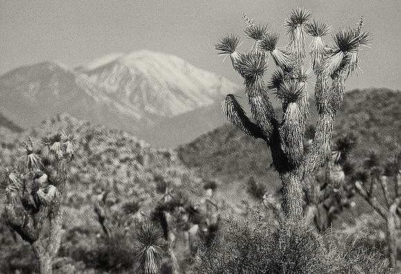 Joshua Tree National Park, California