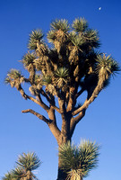 Joshua Tree National Park, California