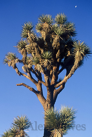 Joshua Tree National Park, California