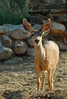 Mule deer, Phantom Ranch, Grand Canyon National Park, Arizona